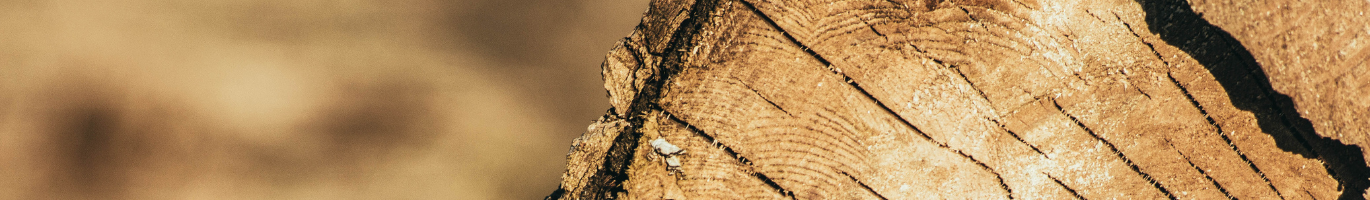 bois de chêne