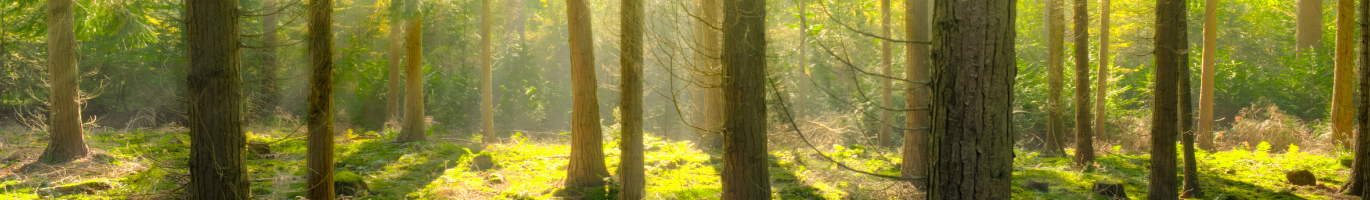 Forêt durables
