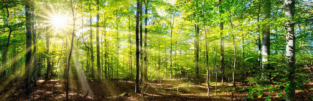 Forêts gérées durablement