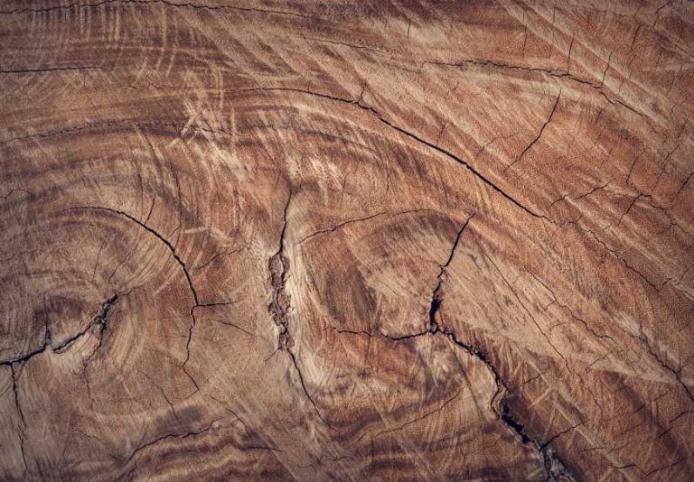 Choisissez le bois idéal pour votre table de repas